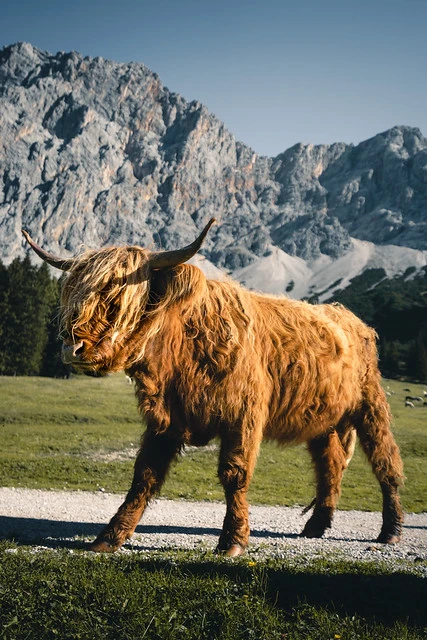 Scottish Highland Cow in the Bavarian Alps