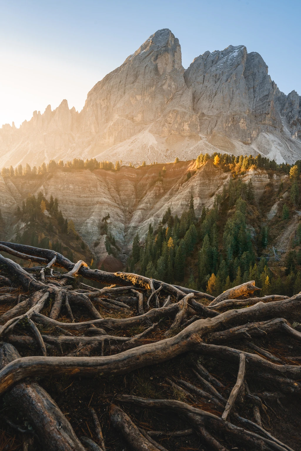 Golden light hitting roots at Würzjoch