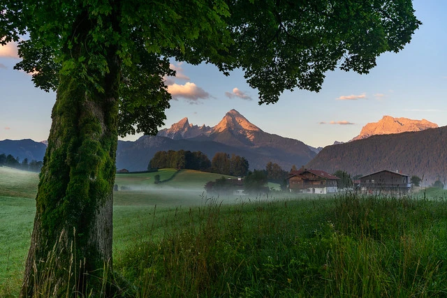 Tree with fields and mountain Watzmann