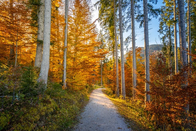 Beautiful Fall Atmosphere on an Evening in Krün