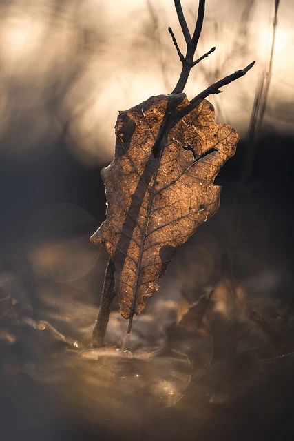 Autumn Leave in Morning Light