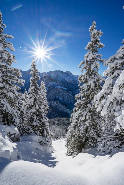 Snow covered trees in Berchtesgadener Alps